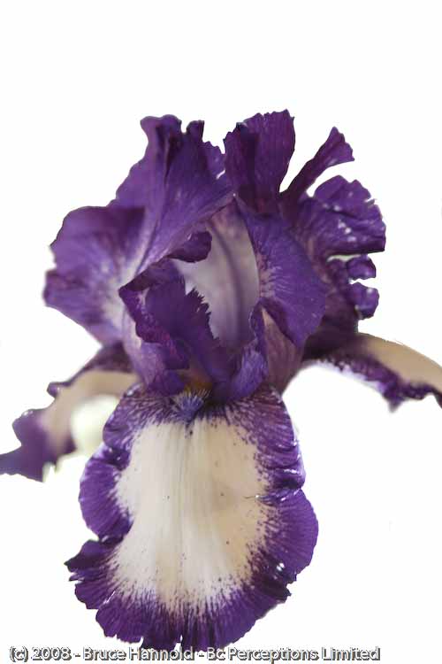 PURPLE IRIS